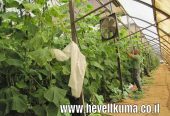 חממות מבוקשות להשכרה עבור משווק ירקות ופירות ותיק
