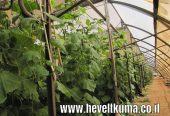 חממות מבוקשות להשכרה עבור משווק ירקות ופירות ותיק